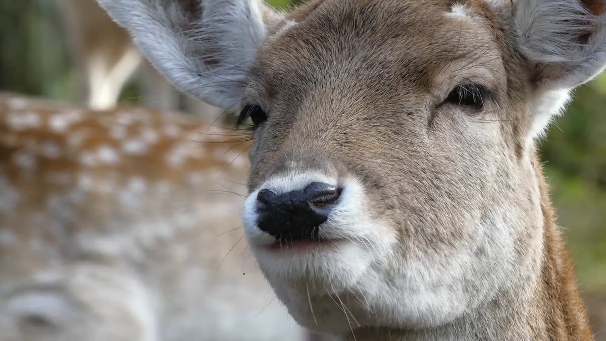 Close-up of a white-tailed deer