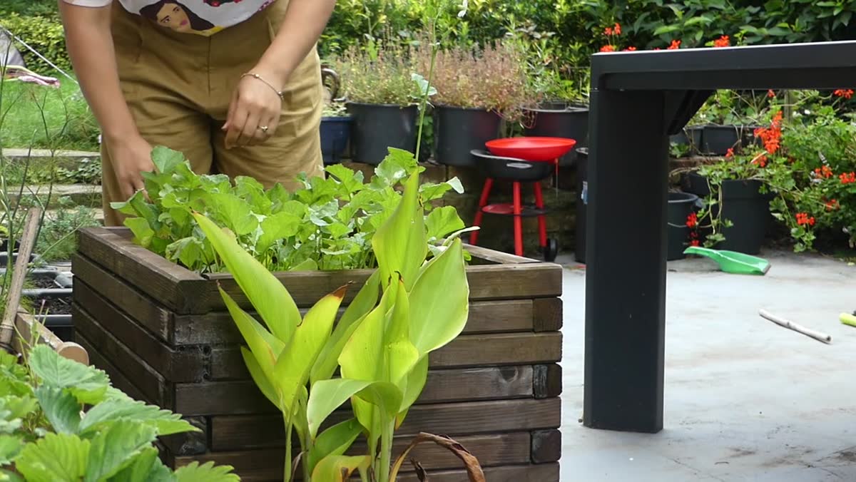 Raised garden beds on a patio