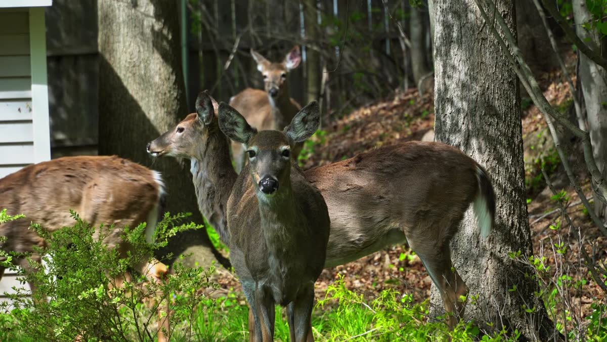 Two white-tailed deer standing at the edge of a backyard garden