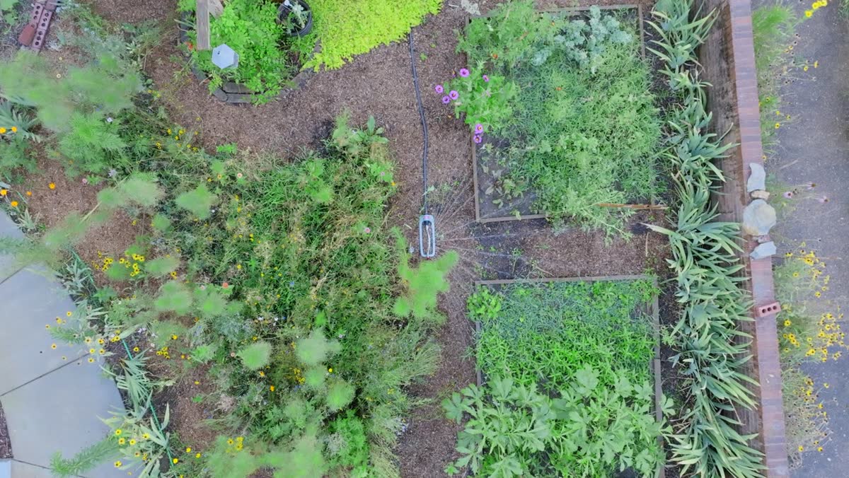 Aerial view of garden beds protected with netting