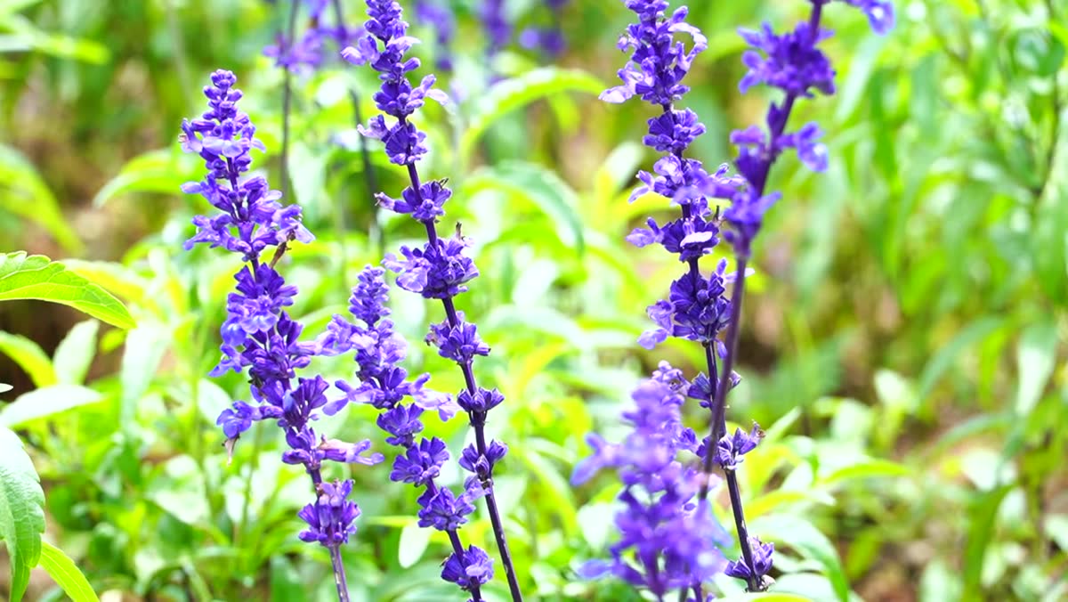 Lavender blooming in a garden