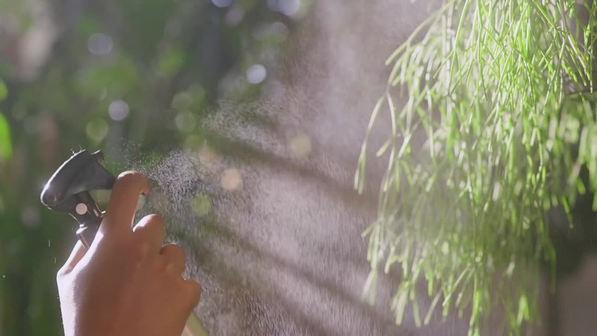 Gardener spraying deer repellent on plants in morning light