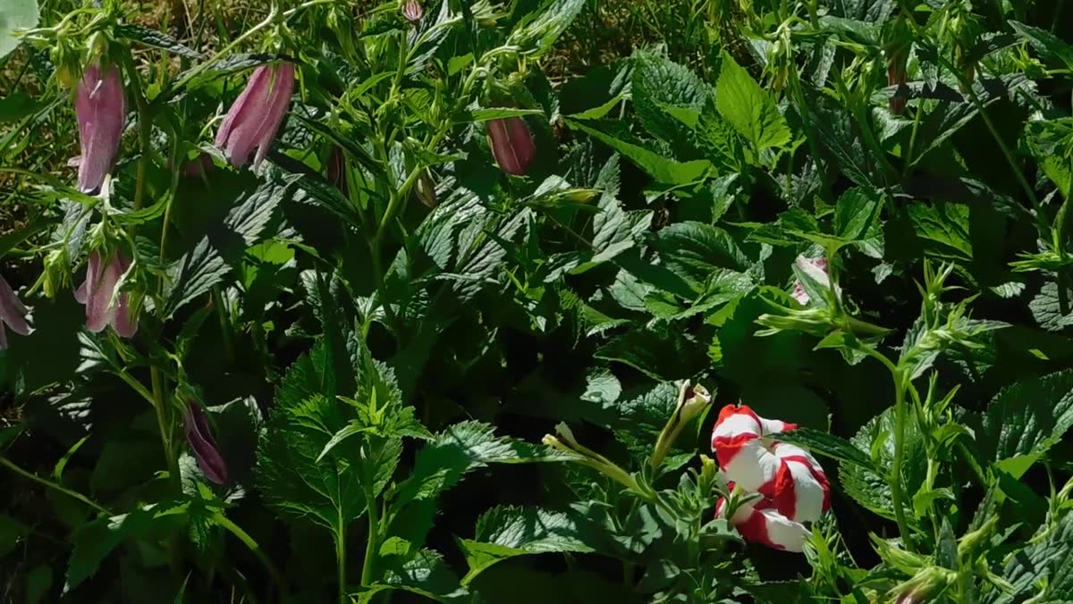 Bar of strongly scented soap hung near garden foliage