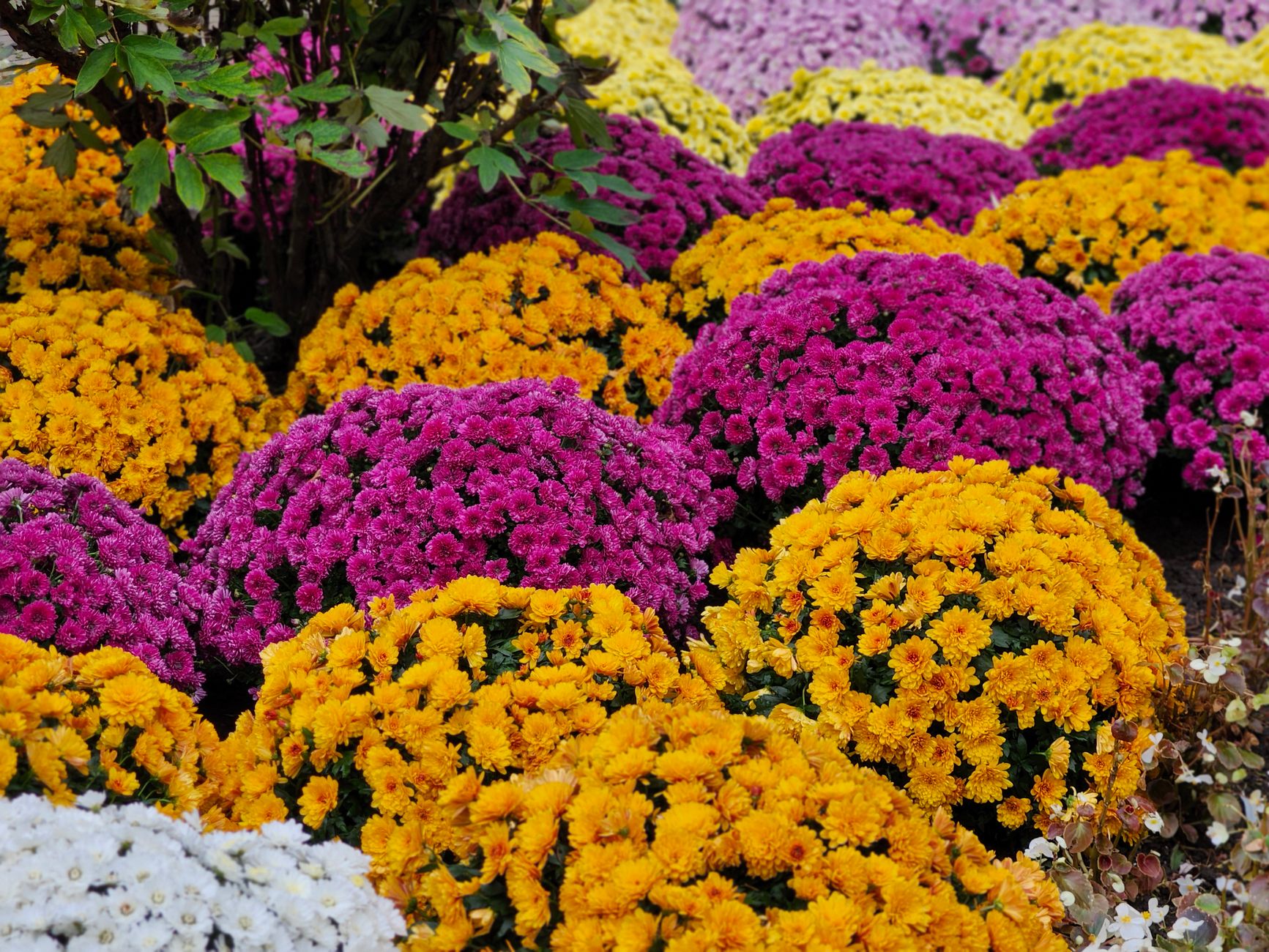 El aire fresco y el suelo aún templado hacen del otoño la mejor época para plantar.