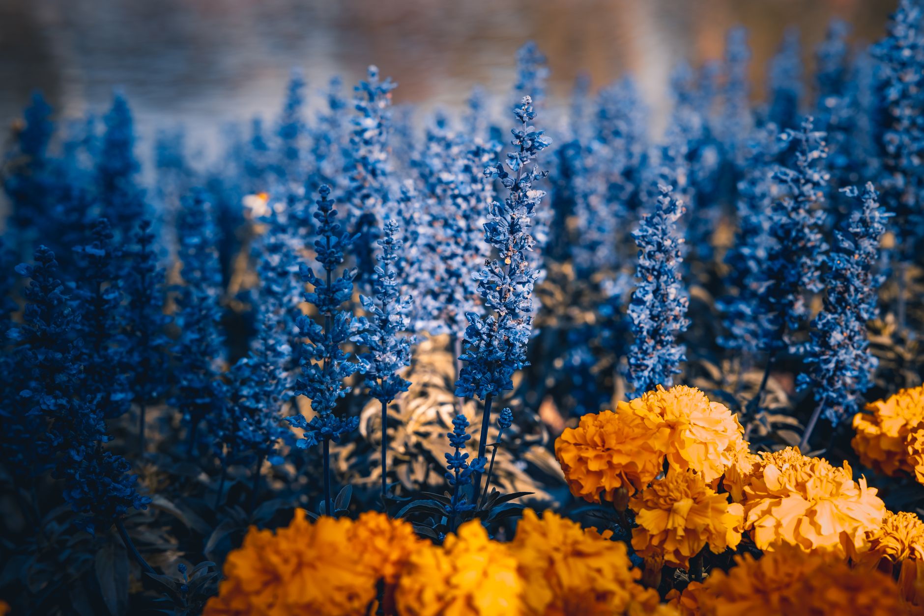 Mix in flowers that deer tend to walk right past.