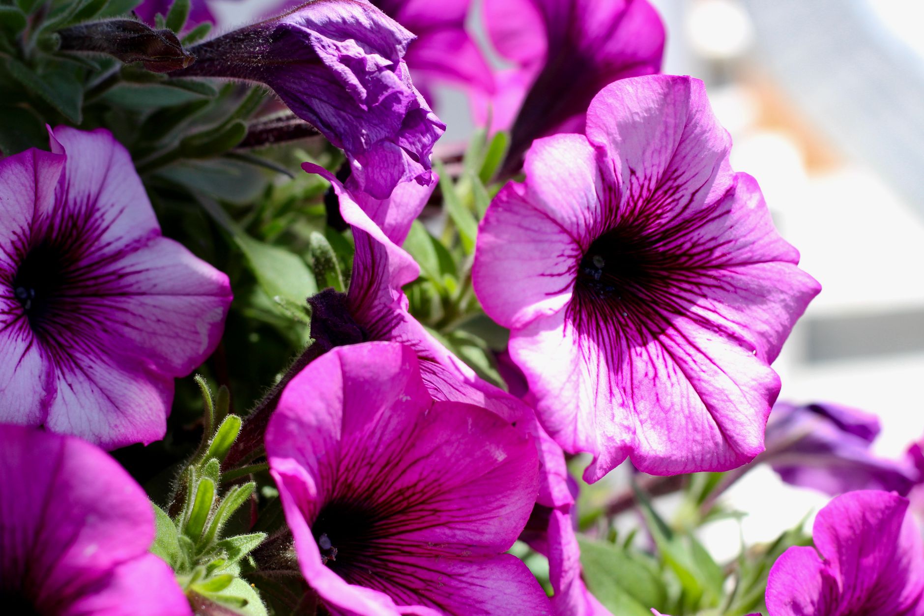 Deer do eat petunias — here's how to protect them.