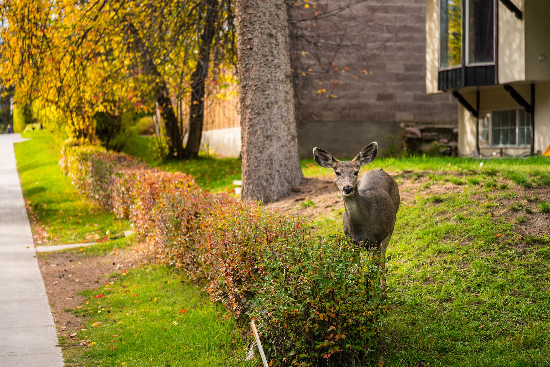 Repellents, fencing, and smart placement keep them off.