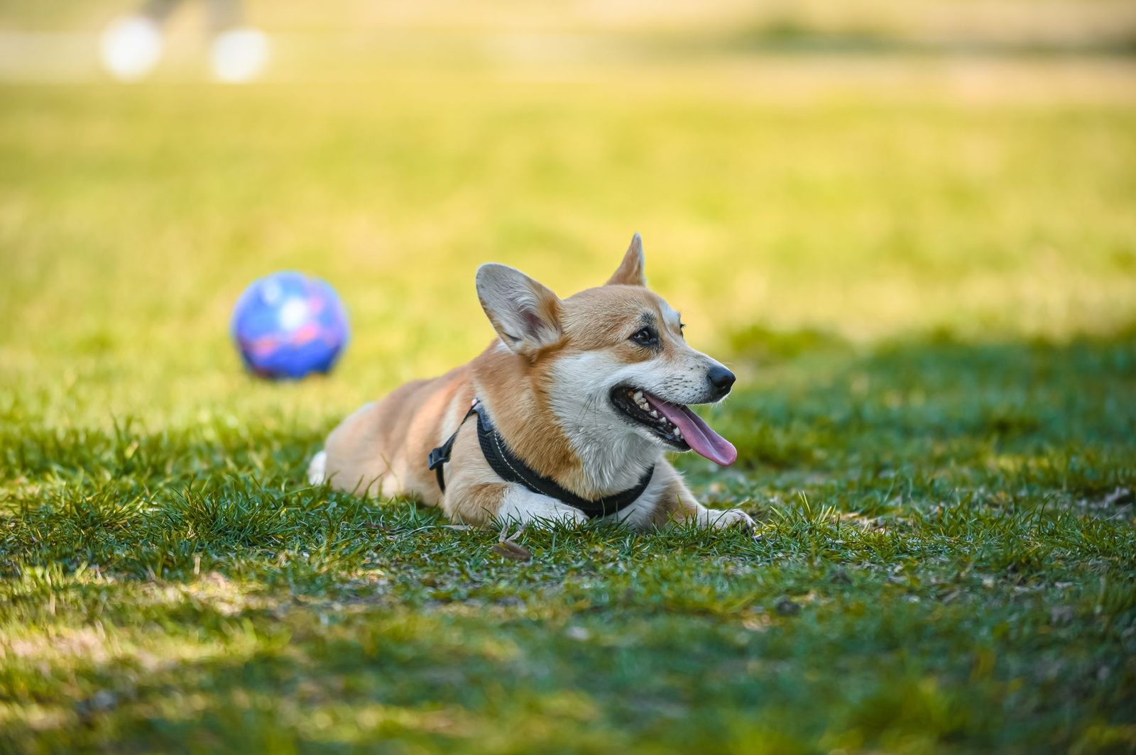 A dog panting outdoors in warm summer light