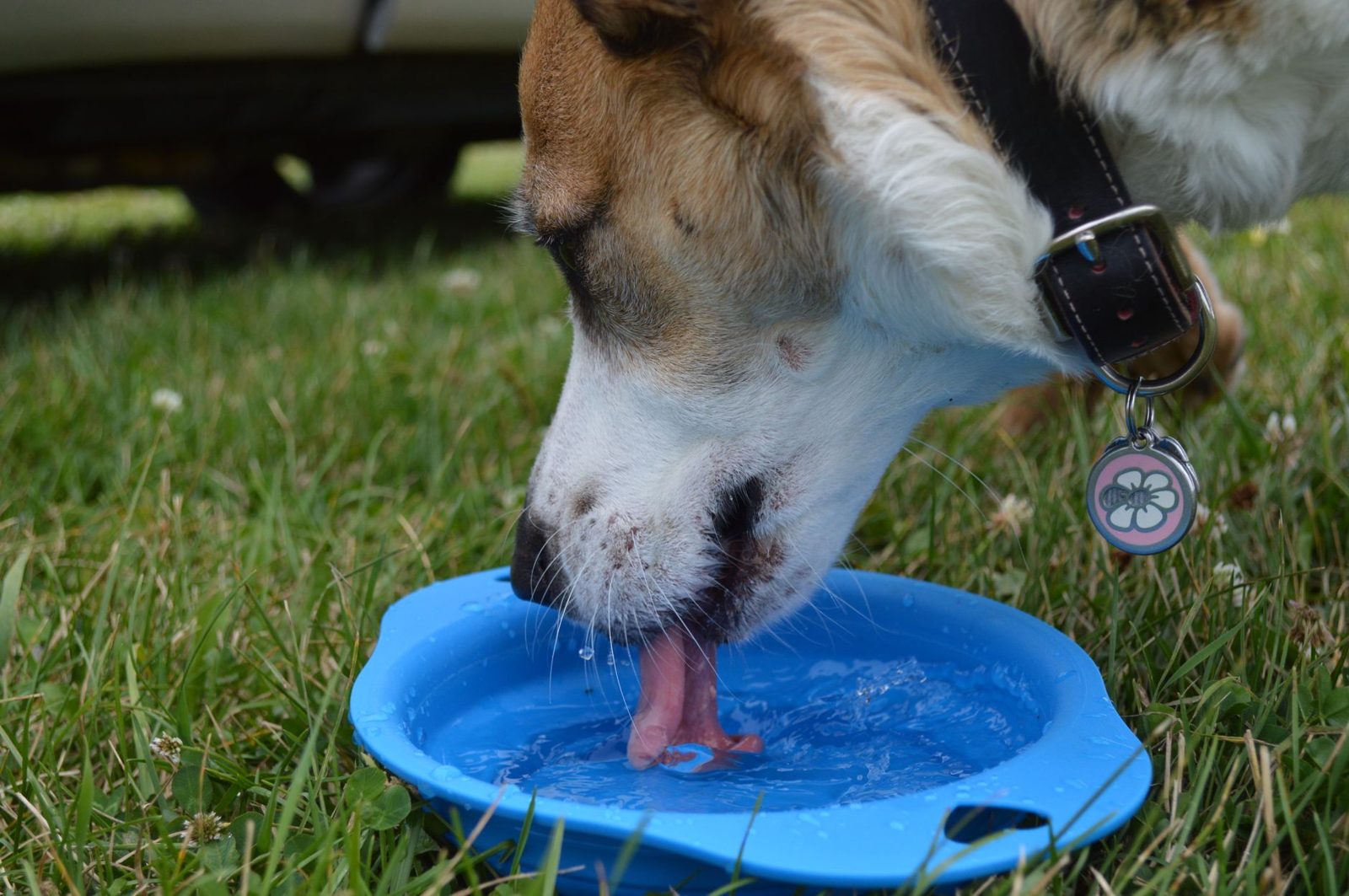 A dog cooling off with water outside