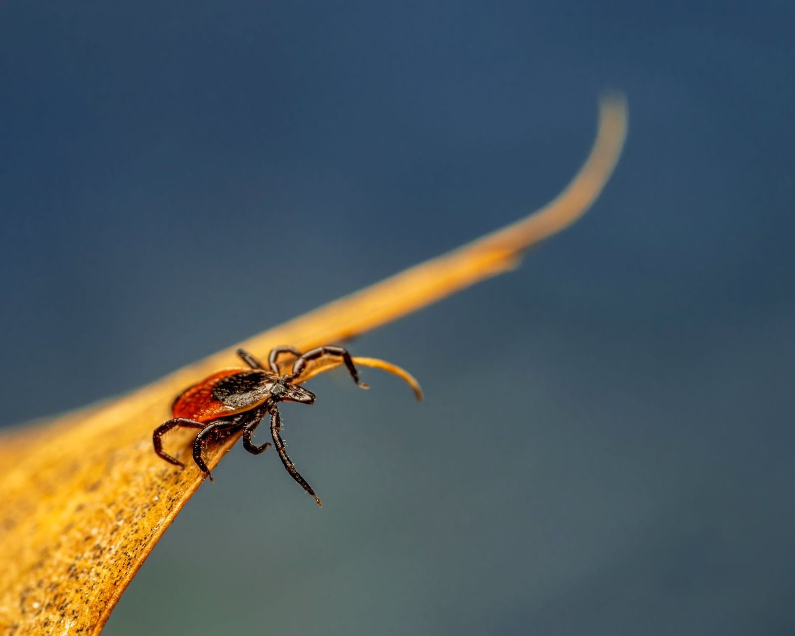 A tick perched on a blade of grass, close up